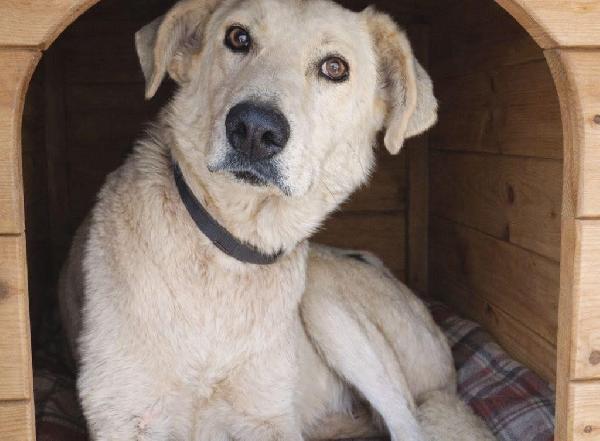 Pluta Splendida Giovane Cagnolina Cerca Casa 
